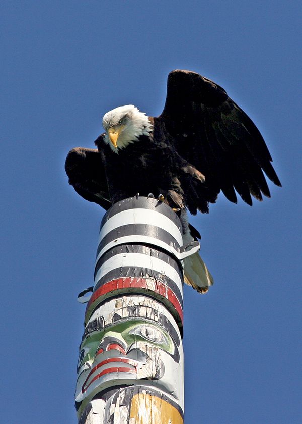 Bald eagle on the Totem Pole symbolizes Uncle Sam searching for his lost Soul